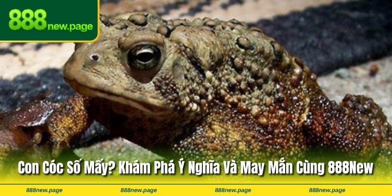 Con Cóc Số Mấy