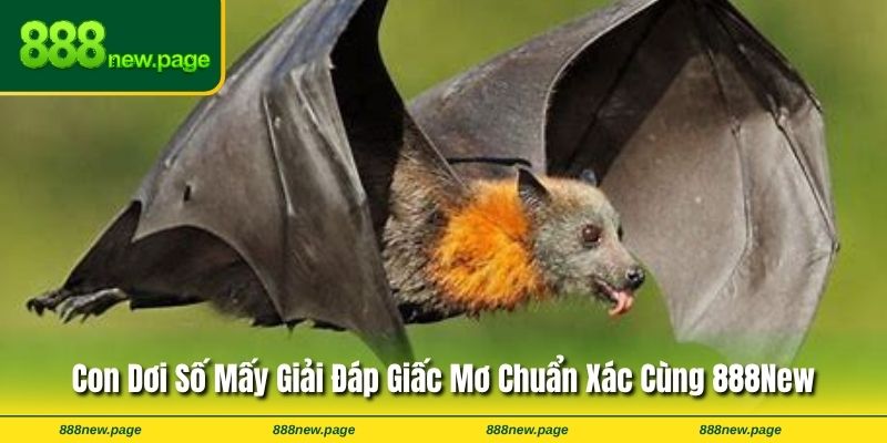 Con Dơi Số Mấy